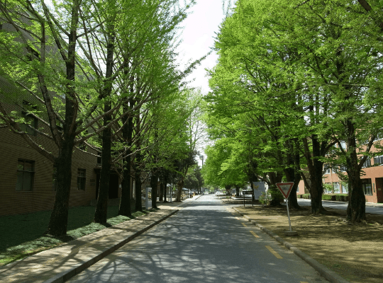 校内の並木道の画像