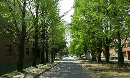 校内の並木道の写真