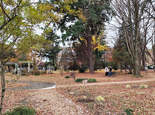 落ち葉で埋め尽くされた庭のベンチで談笑している学生